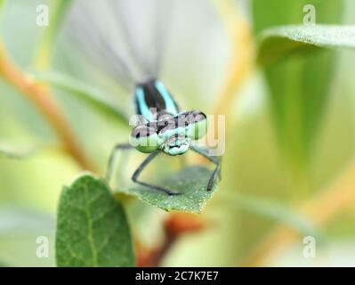 Primo piano a capo della damselfly eurasian bluet coenagrifon in vegetazione Foto Stock
