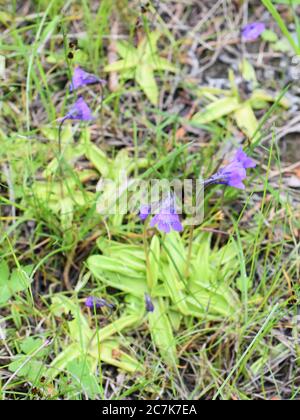 La pianta insettivora butterwort comune Pinguicula vulgaris rosetta appiccicosa e fiore viola in ambiente naturale Foto Stock