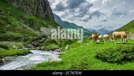 Paesaggio di montagna con mucche nei Pirenei francesi, Francia Foto Stock