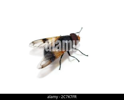 La hoverfly Volucella pellucens su sfondo bianco Foto Stock