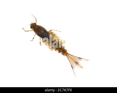 Ninfa del sifonurus aestivalis mayfly isolato su sfondo bianco Foto Stock