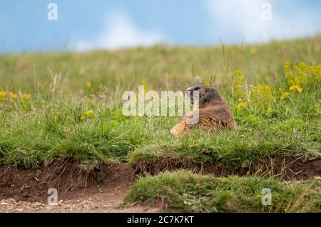 Marmotta alpina, marmota marmota, sulla sua burrow, col de Pal, Bagà, Catalogna, Spagna Foto Stock