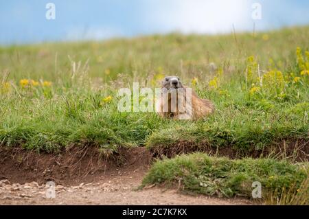 Marmotta alpina, marmota marmota, sulla sua burrow, col de Pal, Bagà, Catalogna, Spagna Foto Stock