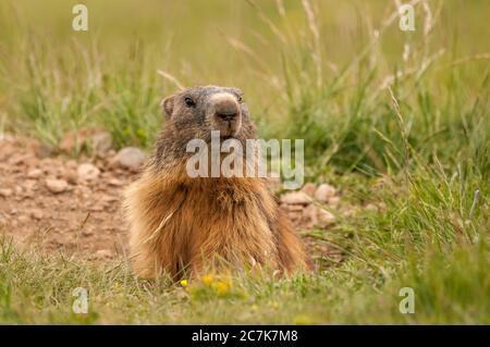 Marmotta alpina, marmota marmota, sulla sua burrow, col de Pal, Bagà, Catalogna, Spagna Foto Stock