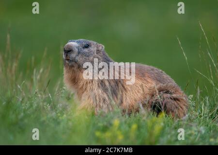 Marmotta alpina, marmota marmota, col de Pal, Bagà, Catalogna, Spagna Foto Stock