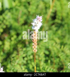 Primo piano di Sesamoides purascens fiore fioritura Foto Stock