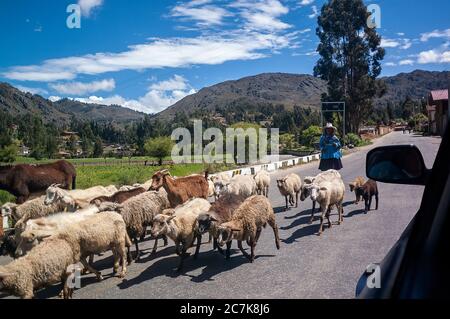 Cajamarca, Perù - 5 novembre 2009: Pecore, capre e asini condividono la strada con le auto nella rurale Cajamarca, Perù. Foto Stock