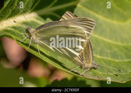 Farfalle bianche a venature verdi (Pieris napi) che si accoppiano su un cespuglio di idrangea Foto Stock