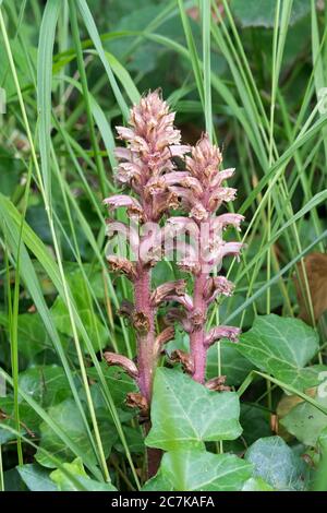 Impianto parassita Ivy broomrape con pianta ospite edera Foto Stock