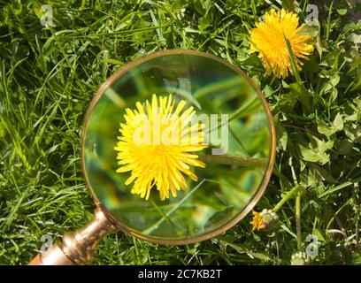 Lente di ingrandimento, indotta a fiorire dente di leone Foto Stock