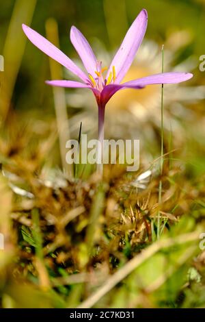 Autunno senza tempo, Colchicum autumnale Foto Stock