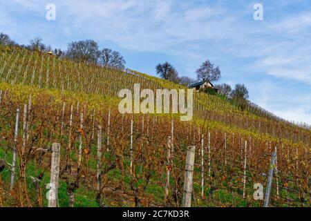 Vigneti sullo Stollberg - il vigneto più alto della Germania - vicino a Handthal nello Steigerwald, distretto di Schweinfurt, bassa Franconia, Franconia, Baviera, Germania Foto Stock