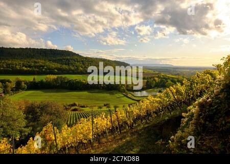 Vigneti sullo Stollberg - il vigneto più alto della Germania - vicino a Handthal nello Steigerwald, distretto di Schweinfurt, bassa Franconia, Franconia, Baviera, Germania Foto Stock