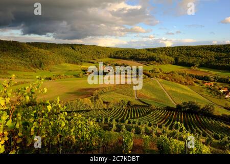 Vigneti sullo Stollberg - il vigneto più alto della Germania - vicino a Handthal nello Steigerwald, distretto di Schweinfurt, bassa Franconia, Franconia, Baviera, Germania Foto Stock