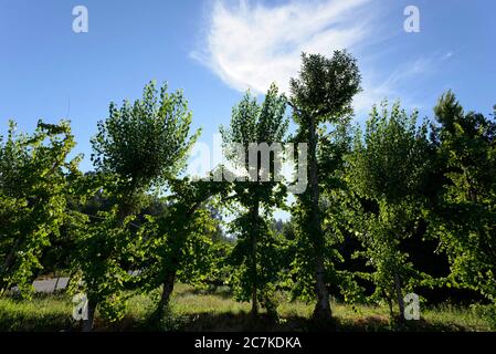 Vitigni tradizionali vinho verde, che crescono lungo alberi alti (Vinha de esecutado). Foto Stock