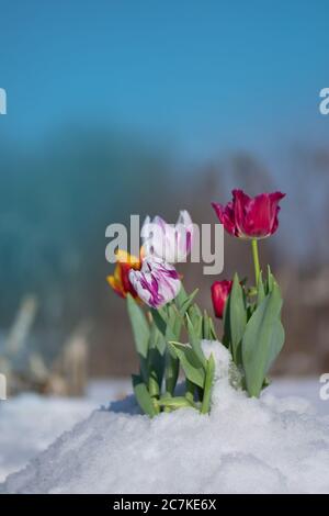 Neve che cade sui fiori di tulipano. Tulipano che cresce dalla neve. Condizioni atmosferiche anomale in primavera Foto Stock