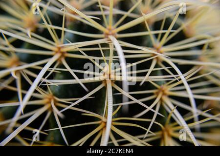 Primo piano della pianta curativa Aloe vera Foto Stock