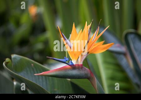 Uccello del fiore paradiso (Strelitzia reginae), giardino botanico, Puerto de la Cruz, Tenerife, Isole Canarie, Spagna Foto Stock