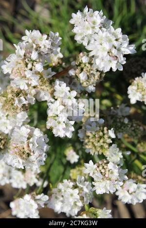 Immagine in primo piano verticale di fiori bianchi di Armeria maritima su un sfondo sfocato Foto Stock