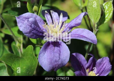 Closeup di un fiore di Clematis con petali viola e foglie verdi Foto Stock