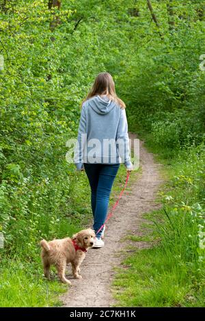 Ragazza su una passeggiata nella foresta con un cane, Mini Goldendoodle Foto Stock