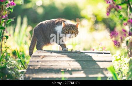 gatto che cammina su un ponte di legno di un piccolo stagno all'aperto in giardino Foto Stock