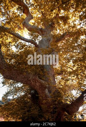 Albero, cambiamento climatico, piante, conservazione della natura, sostenibilità Foto Stock