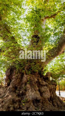 Albero, cambiamento climatico, piante, conservazione della natura, sostenibilità Foto Stock
