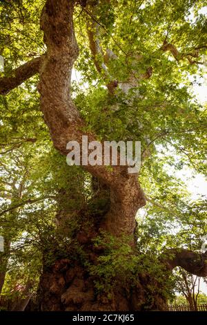 Albero, cambiamento climatico, piante, conservazione della natura, sostenibilità Foto Stock