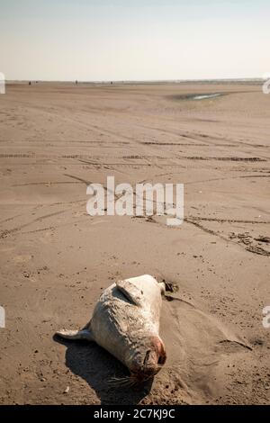 Seal, Mare del Nord, morte, mare, cambiamenti climatici Foto Stock