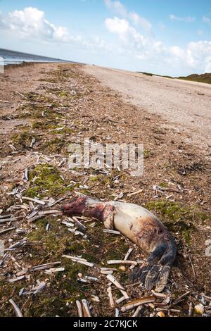 Seal, Mare del Nord, morte, mare, cambiamenti climatici Foto Stock