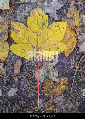 Foglia, giallo, natura, conservazione, autunno Foto Stock