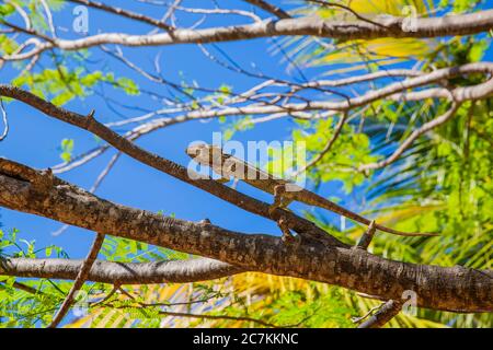 Panther Chameleon (Furcifer pardalis) su albero, Sakalava Beach, Oronjia National Park, Antsiranana, Diego Suarez, comune di Ramena, Madagascar, Africa, Oceano Indiano Foto Stock