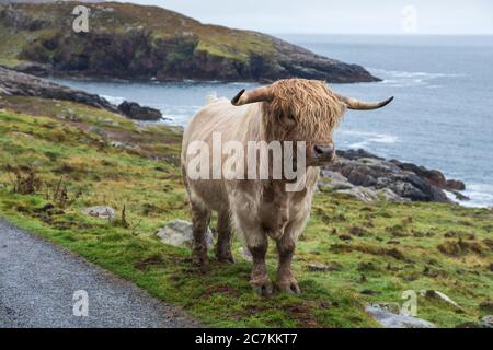Una mucca di montagna accanto alla strada a Hushinish, Harris, Ebridi esterne, Scozia Foto Stock