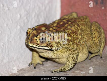 Primo piano di una rana marrone a terra Foto Stock