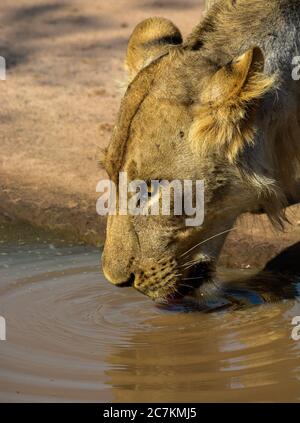 Leone testa bere acqua da un puddle. Foto scattata in Zambia. Foto Stock