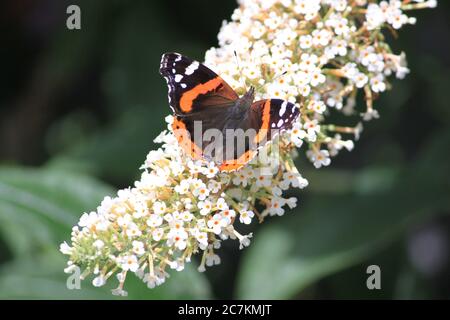 farfalla monarch su fiore bianco Foto Stock