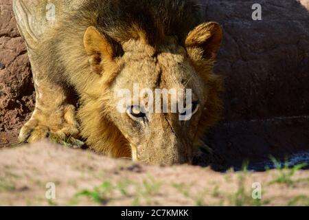 Lion che fa contatto con gli occhi mentre beve da una puddle. Foto scattata in Zambia. Foto Stock