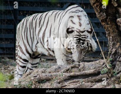 Tigre del Bengala bianco, zoo. La tigre bianca o imbianchita è una variante di pigmentazione della tigre del Bengala. Foto Stock