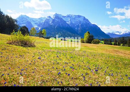 Genziana fiorente sui prati a gobba vicino a Mittenwald Foto Stock