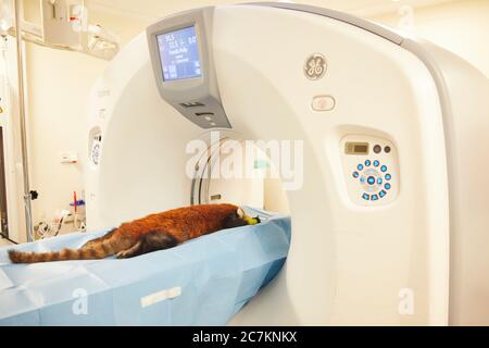 Piccolo panda, animale da zoo, ospedale, CT Foto Stock