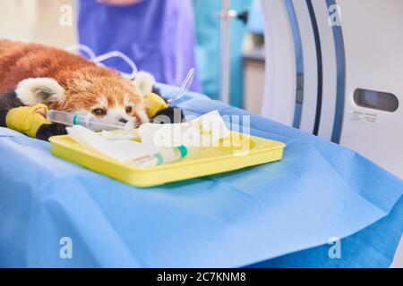 Piccolo panda, animale da zoo, ospedale, CT Foto Stock