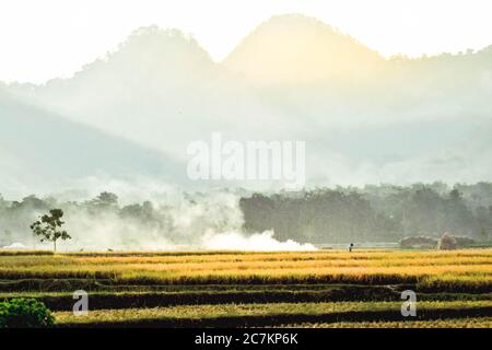 I campi di riso diventano gialli durante la stagione di raccolta del riso nel villaggio di Badegan, Ponorogo, Giava orientale, Indonesia Foto Stock