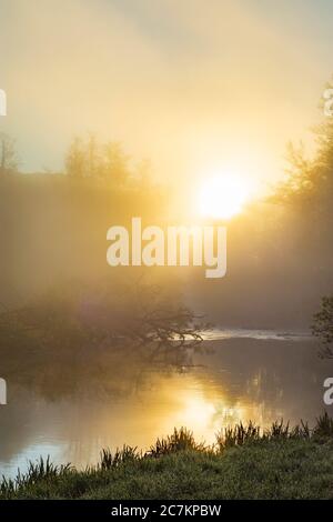 Hardegg, fiume Thaya al mattino, nebbia, sole che passa, vista alla rovina del Castello di Neuhäusl, Thaya River National Park Thayatal - Podyji, a Weinviertel, Niederösterreich / bassa Austria, Austria Foto Stock