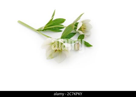 Rosa di Natale isolata si trova su sfondo bianco Foto Stock