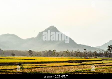 I campi di riso diventano gialli durante la stagione di raccolta del riso nel villaggio di Badegan, Ponorogo, Giava orientale, Indonesia Foto Stock