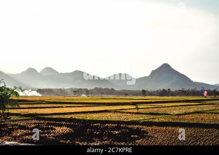 I campi di riso diventano gialli durante la stagione di raccolta del riso nel villaggio di Badegan, Ponorogo, Giava orientale, Indonesia Foto Stock