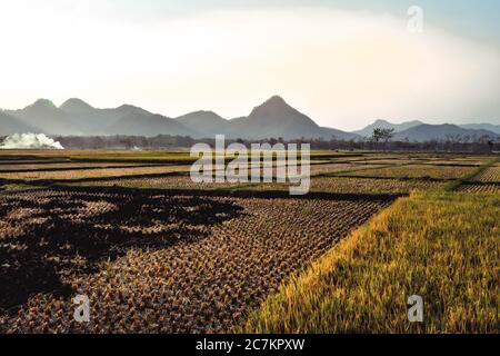 I campi di riso diventano gialli durante la stagione di raccolta del riso nel villaggio di Badegan, Ponorogo, Giava orientale, Indonesia Foto Stock