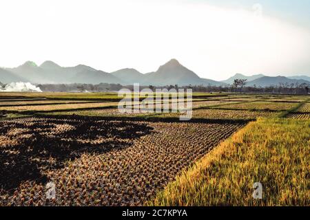 I campi di riso diventano gialli durante la stagione di raccolta del riso nel villaggio di Badegan, Ponorogo, Giava orientale, Indonesia Foto Stock