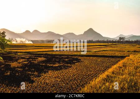 I campi di riso diventano gialli durante la stagione di raccolta del riso nel villaggio di Badegan, Ponorogo, Giava orientale, Indonesia Foto Stock